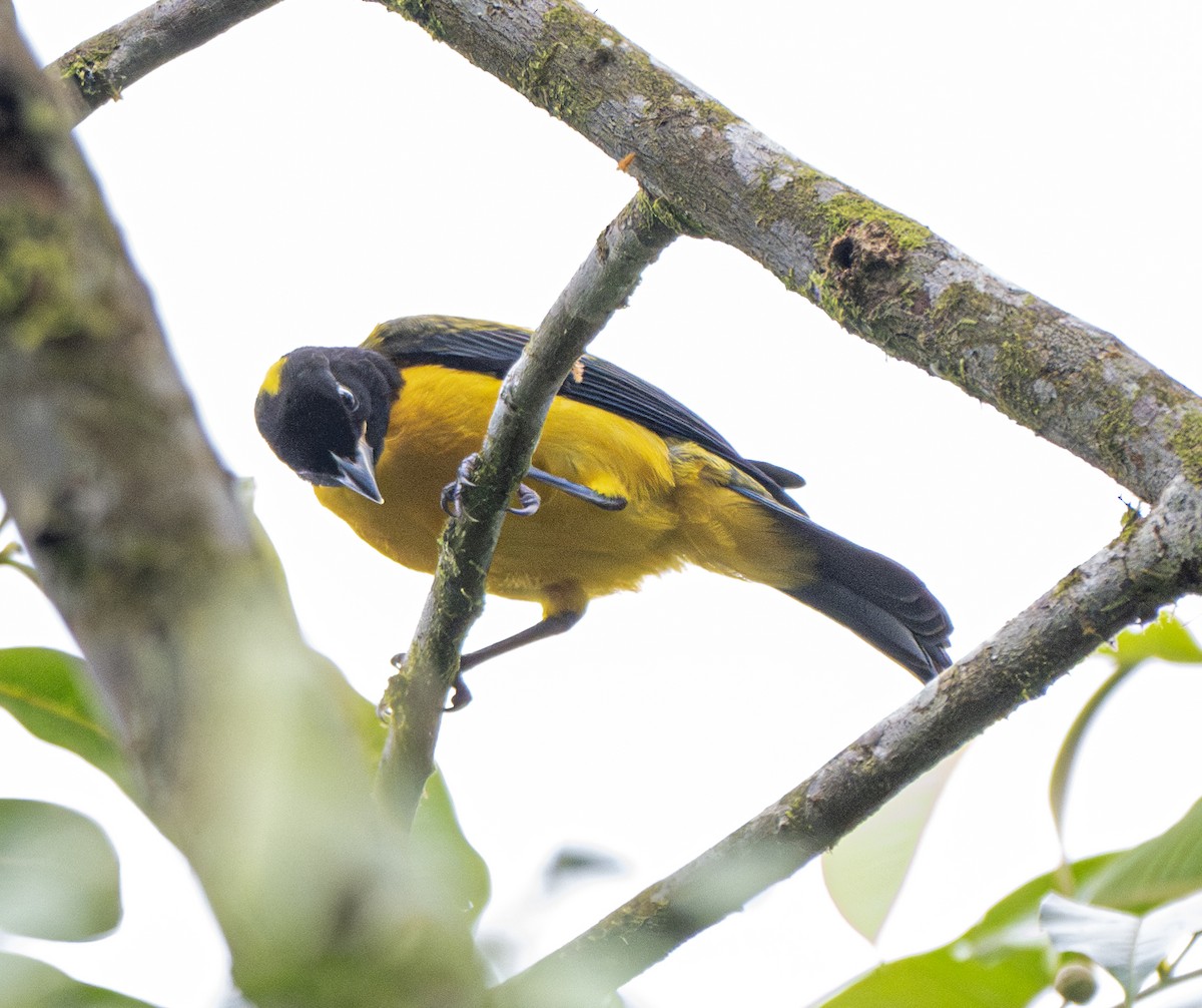 Black-chinned Mountain Tanager - ML638792067
