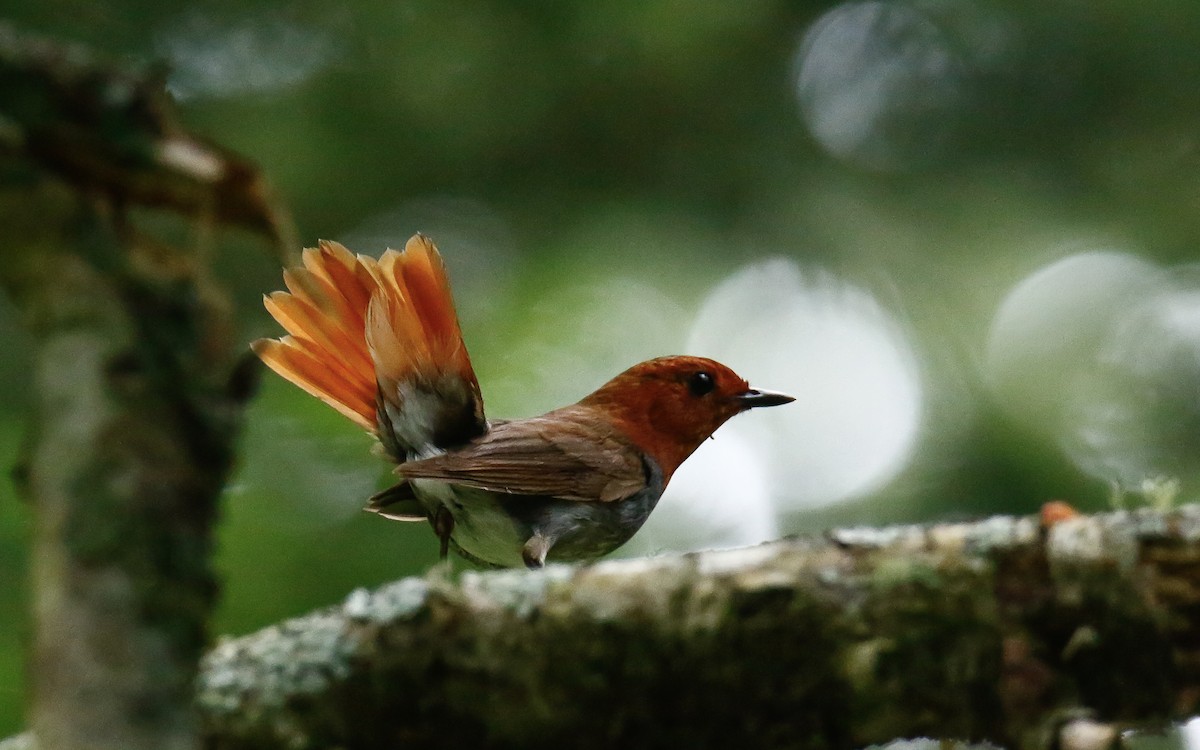 Rossignol akahigé - ML638792086