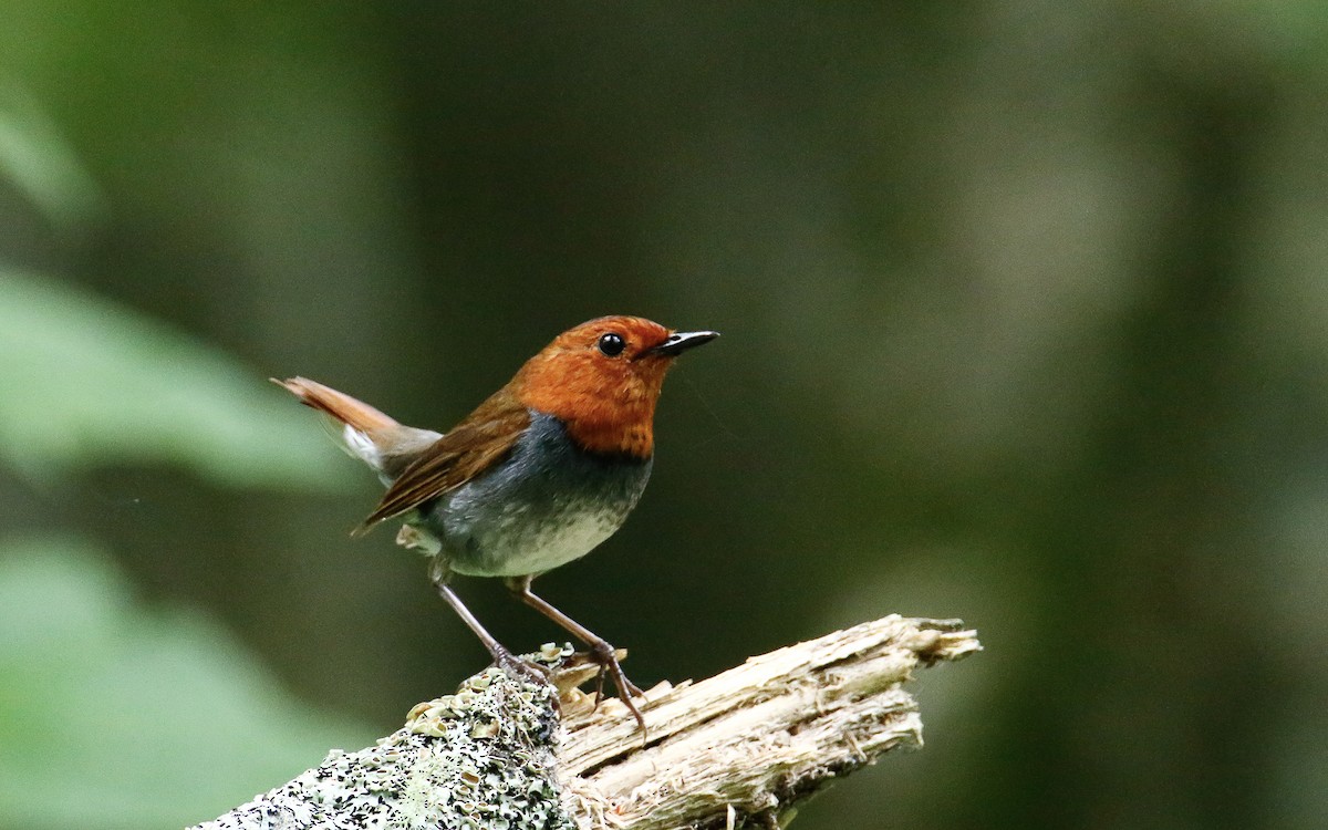 Rossignol akahigé - ML638792087