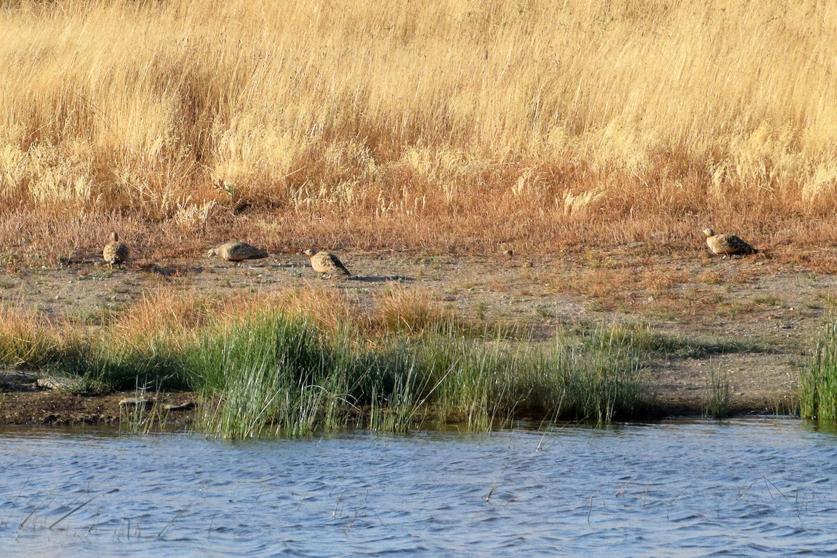 Black-bellied Sandgrouse - ML638792105