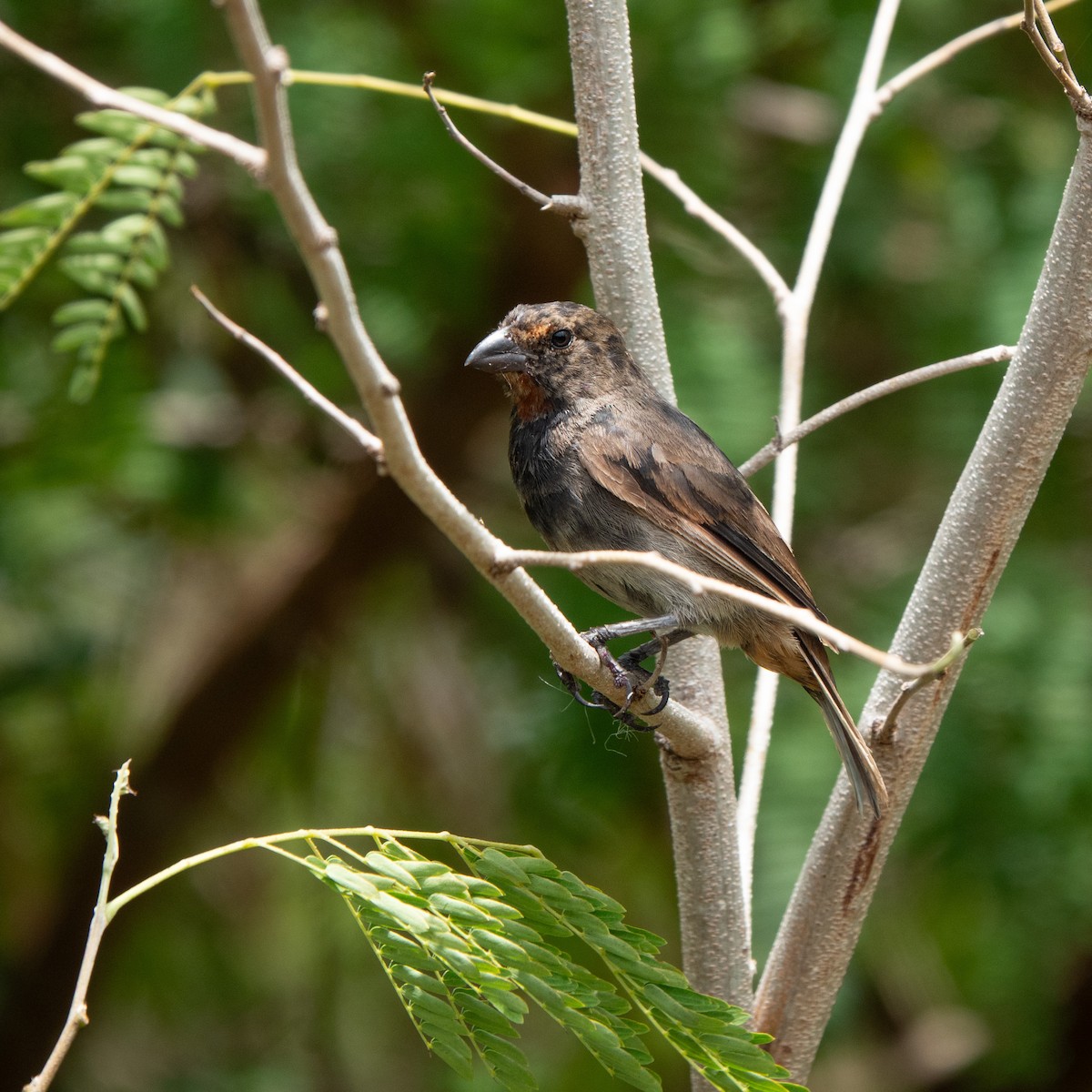 Lesser Antillean Bullfinch - ML638792154