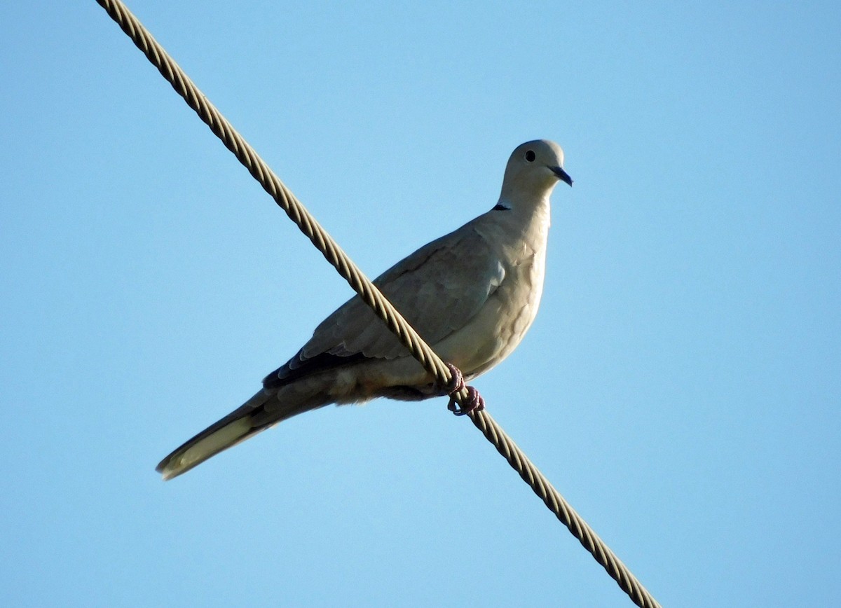 Eurasian Collared-Dove - ML638792155