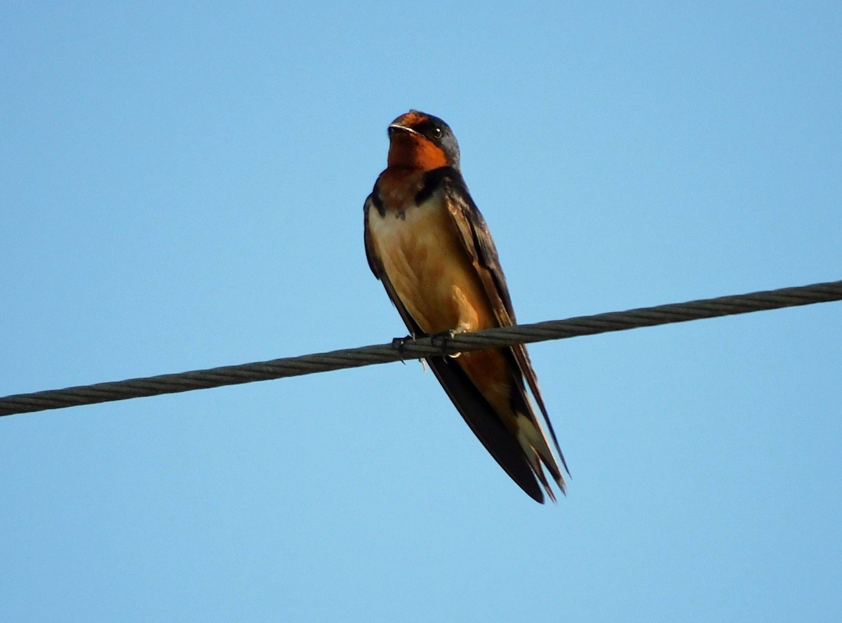 Barn Swallow - ML638792160