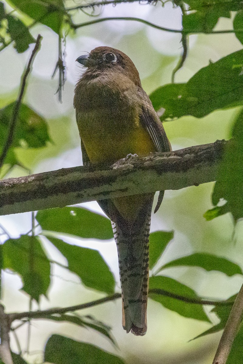 Northern Black-throated Trogon - ML638792256