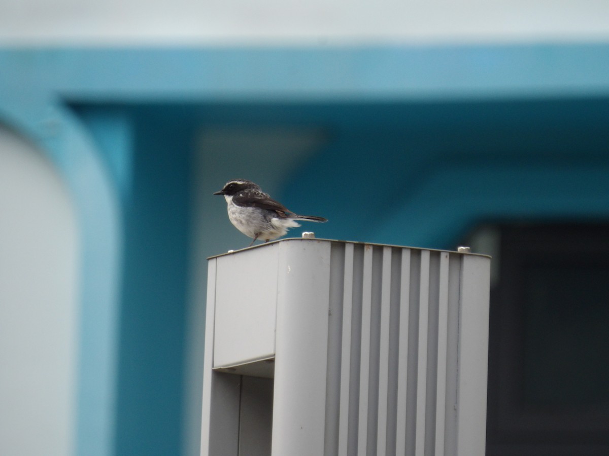 Gray Bushchat - ML638792308