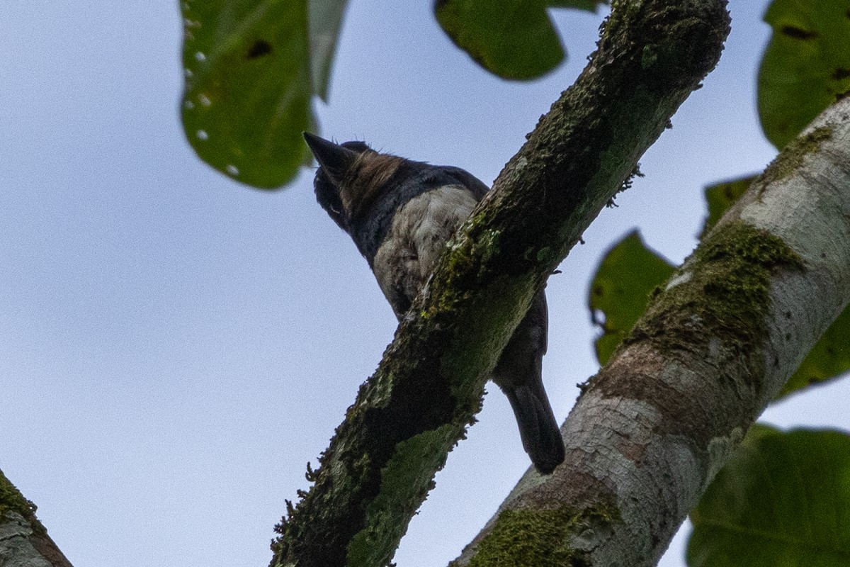 Gürtelfaulvogel - ML638792309