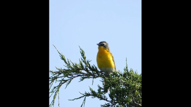 Yellow-breasted Chat - ML638792322