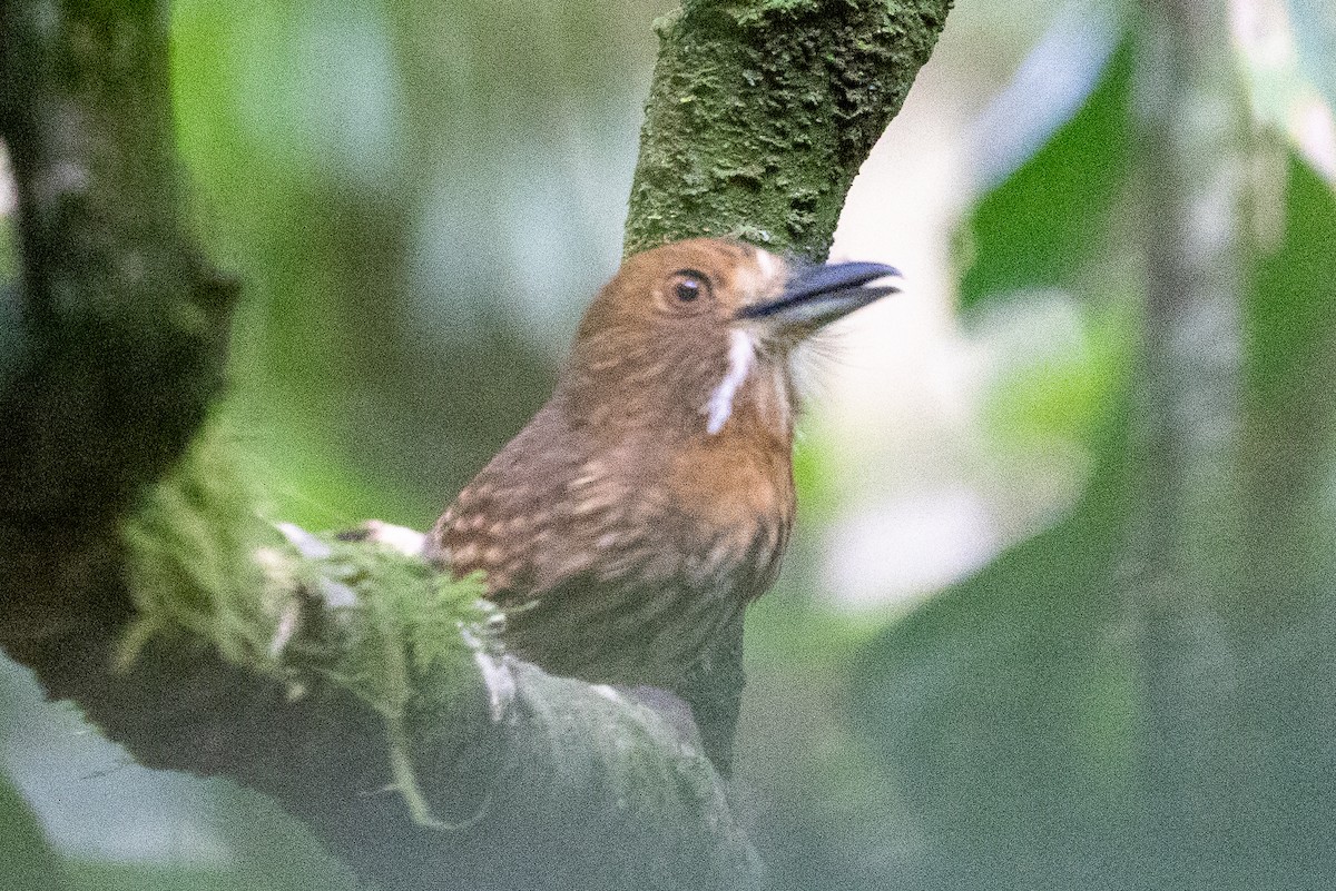Weißzügel-Faulvogel - ML638792338