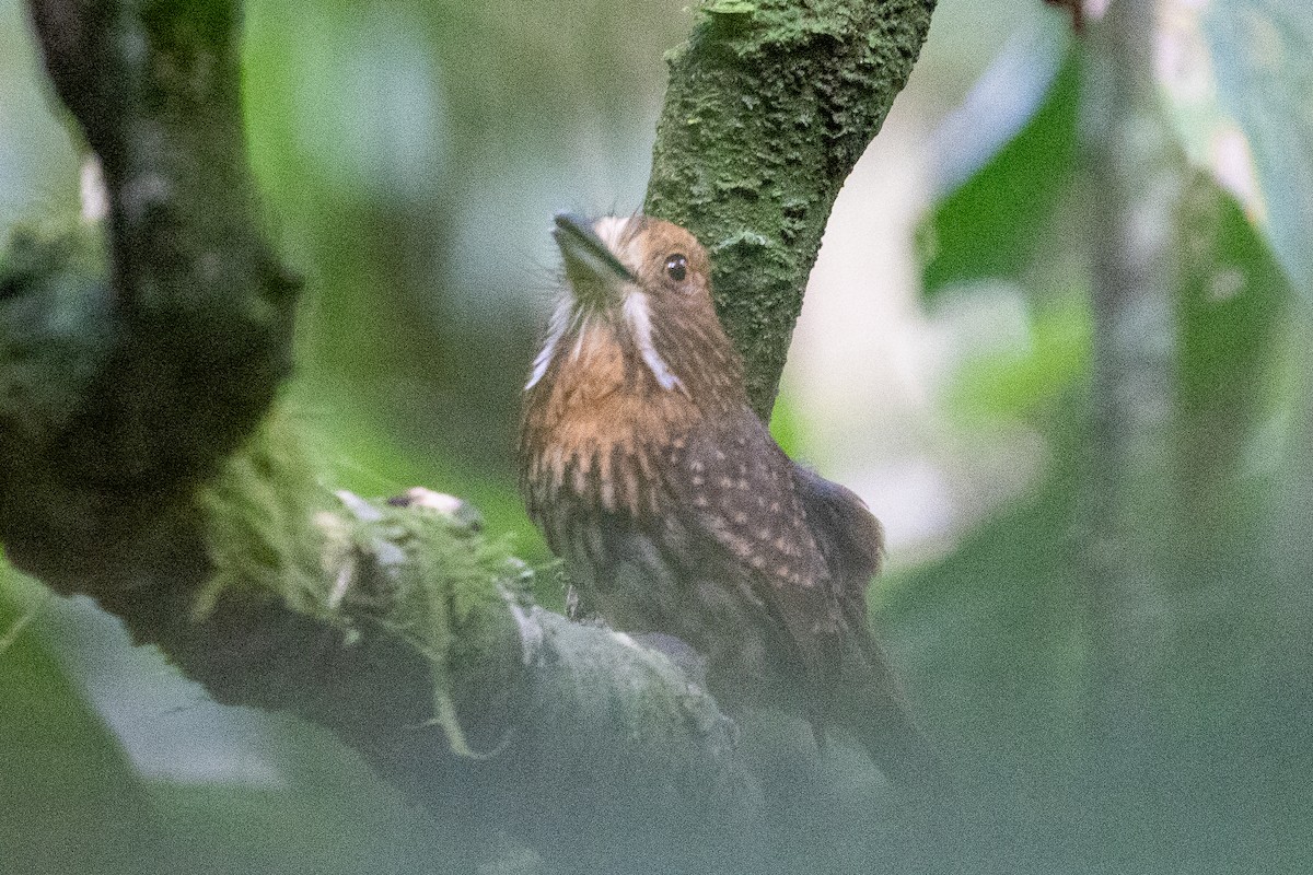 Weißzügel-Faulvogel - ML638792339