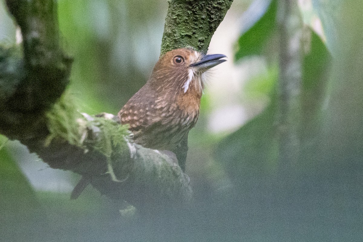 Weißzügel-Faulvogel - ML638792341