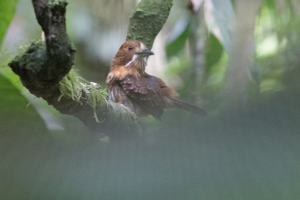 Weißzügel-Faulvogel - ML638792342