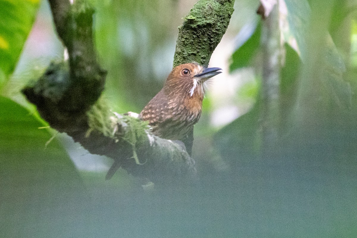 Weißzügel-Faulvogel - ML638792345