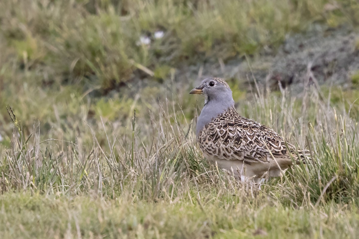 Gray-breasted Seedsnipe - ML638792350