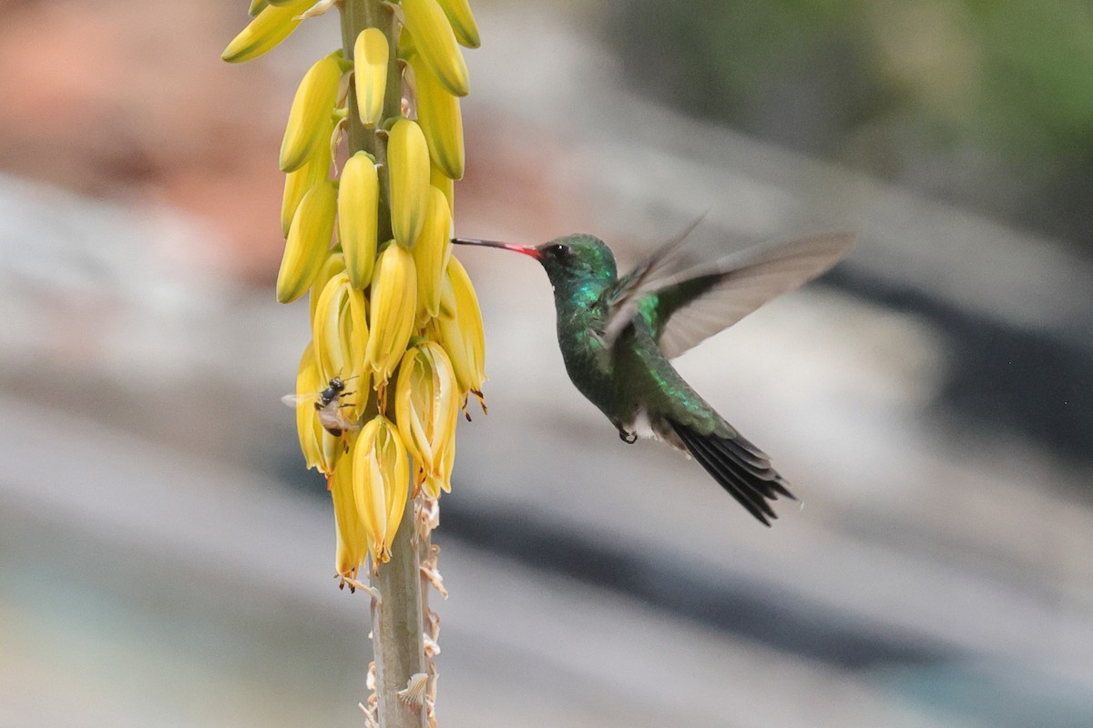 Tres Marias Hummingbird - ML638792351