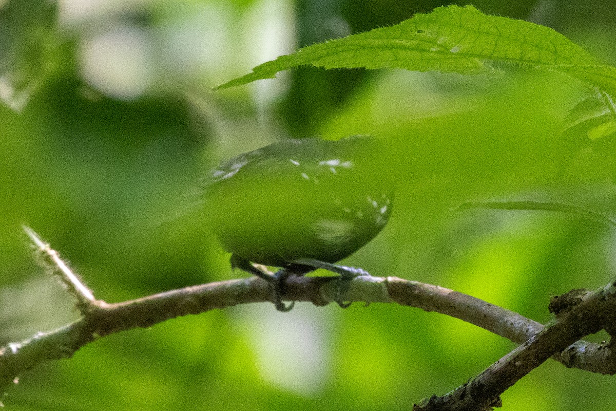 Weißflanken-Ameisenschlüpfer - ML638792395