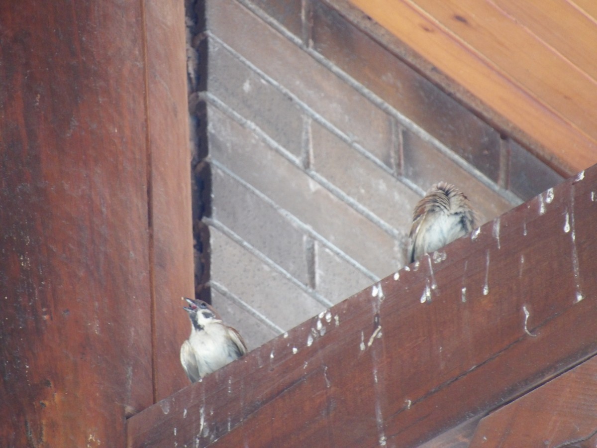 Eurasian Tree Sparrow - ML638792416