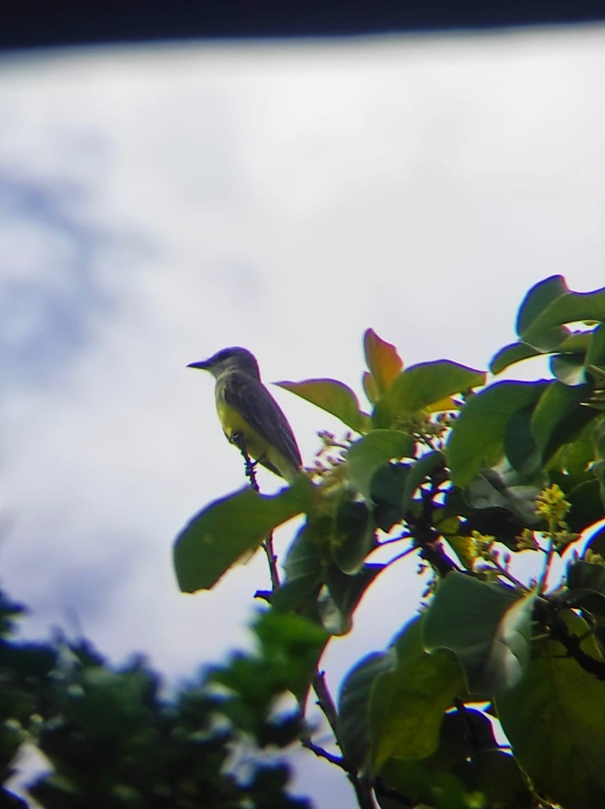 Tropical Kingbird - ML638792509