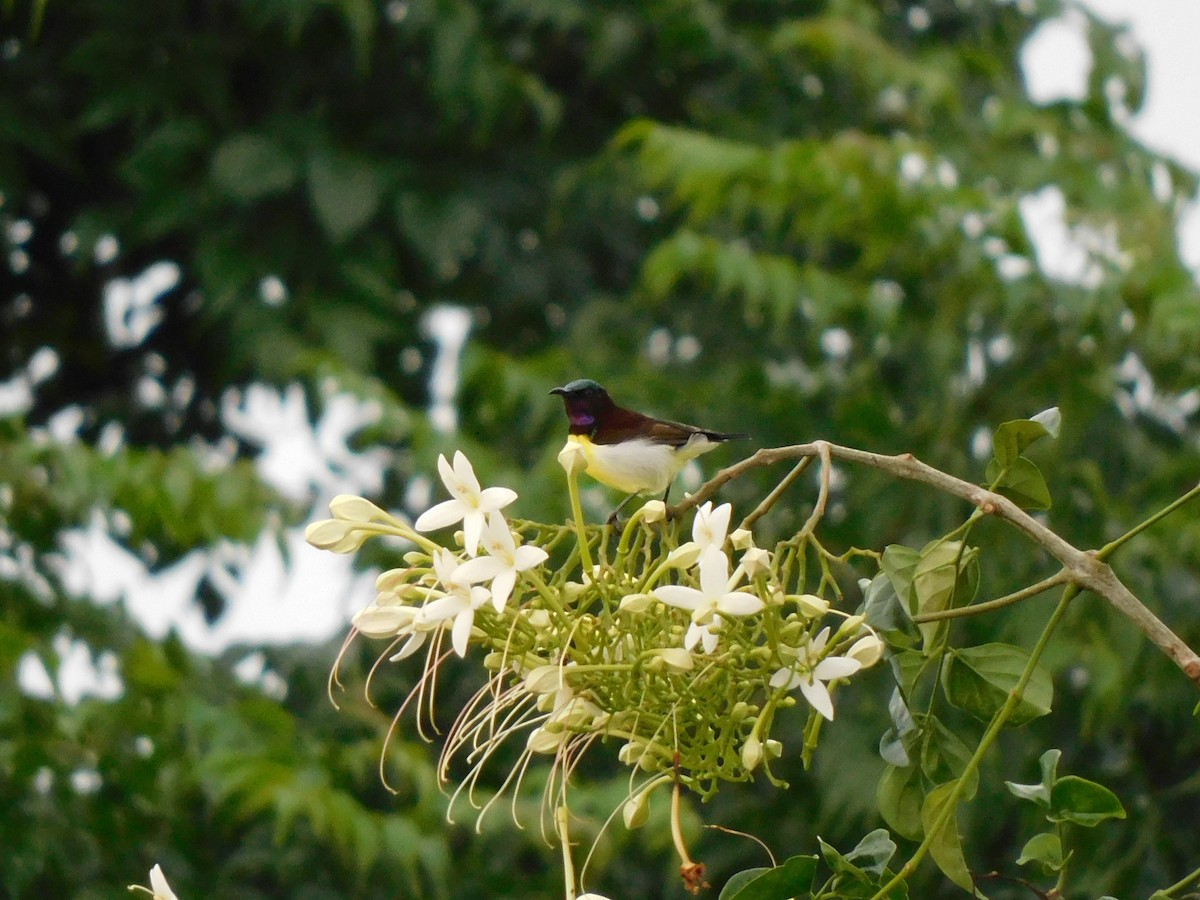 Purple-rumped Sunbird - ML638792517