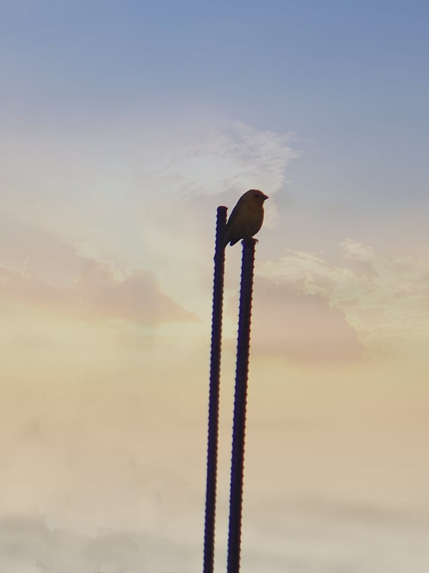 Saffron Finch - ML638792530