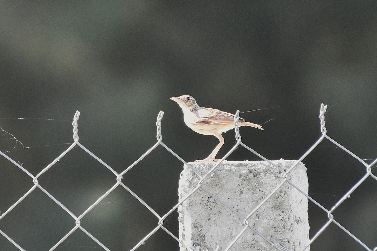 Jerdon's Bushlark - ML638792533
