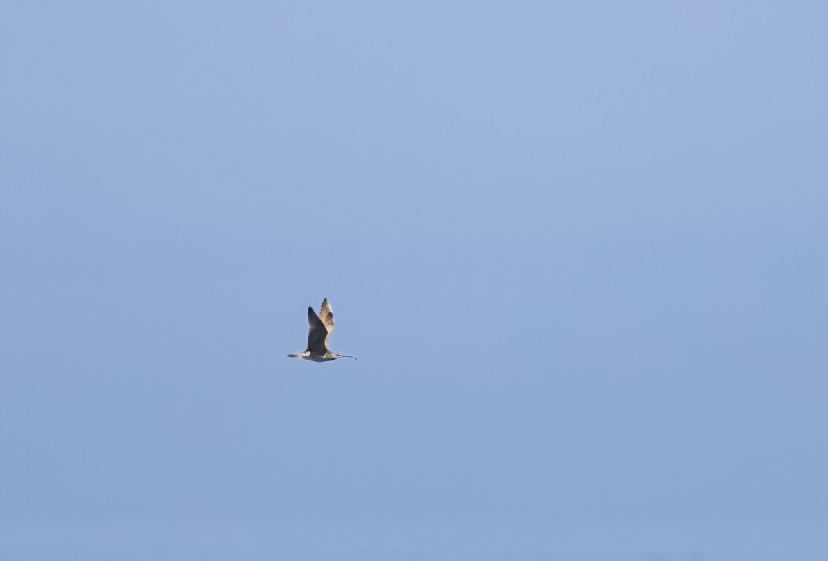 Whimbrel - ML638792541