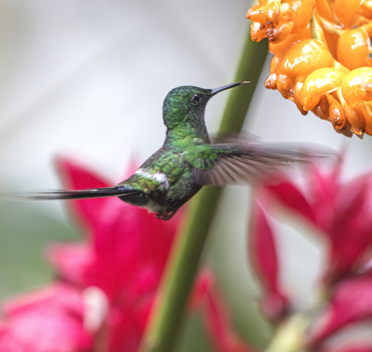 Green Thorntail - ML638792601