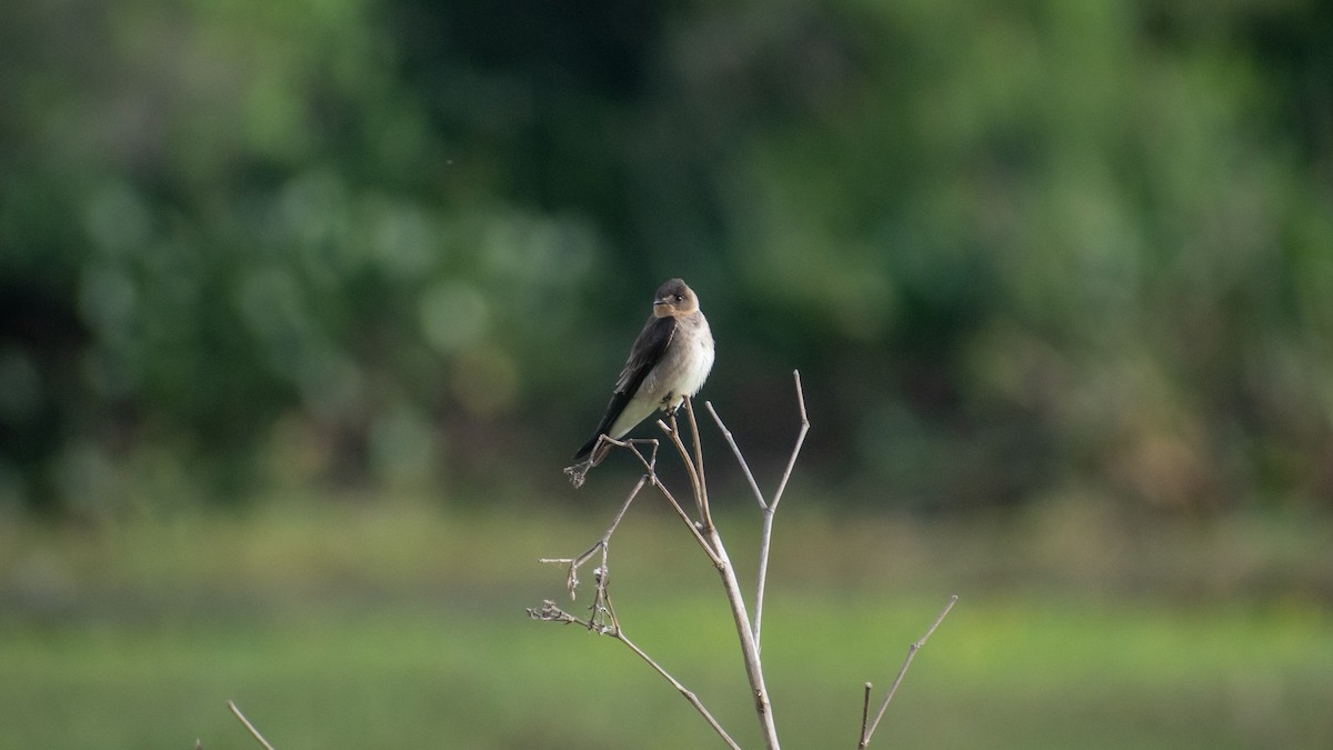 Golondrina Gorjirrufa - ML638792614