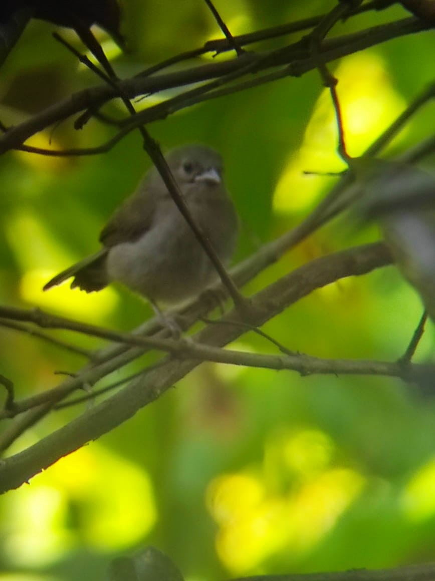 Black-faced Grassquit - ML638792617