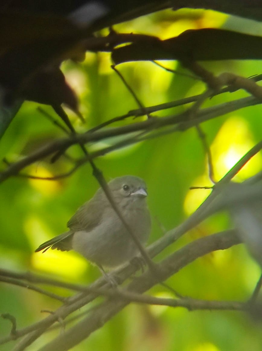 Black-faced Grassquit - ML638792618