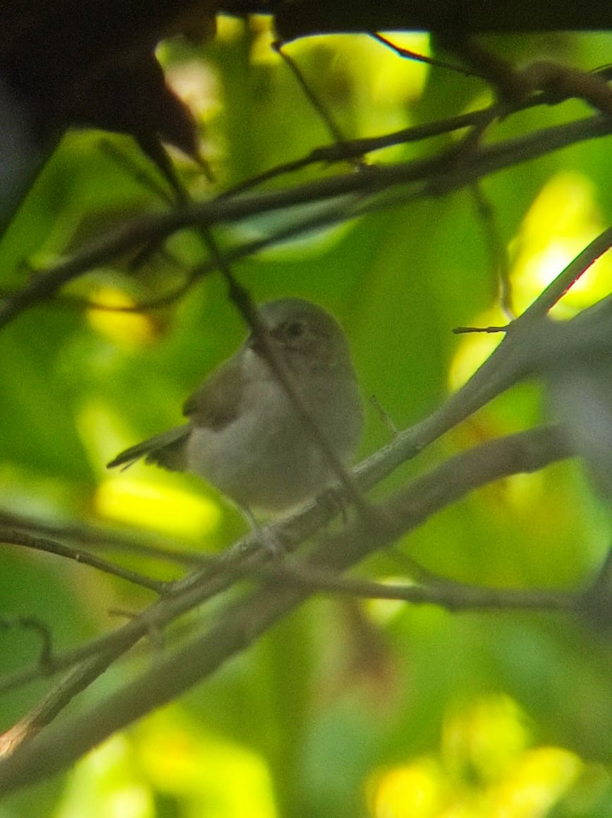 Black-faced Grassquit - ML638792619