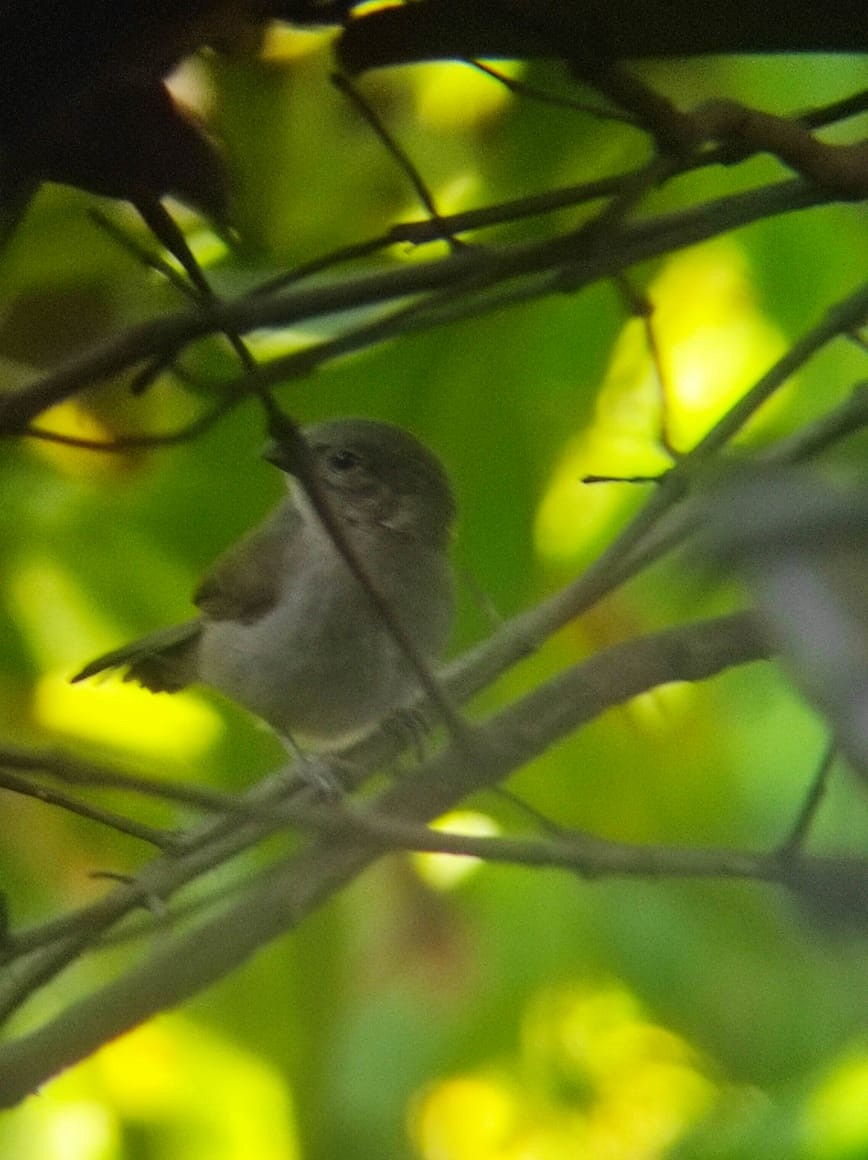Black-faced Grassquit - ML638792620