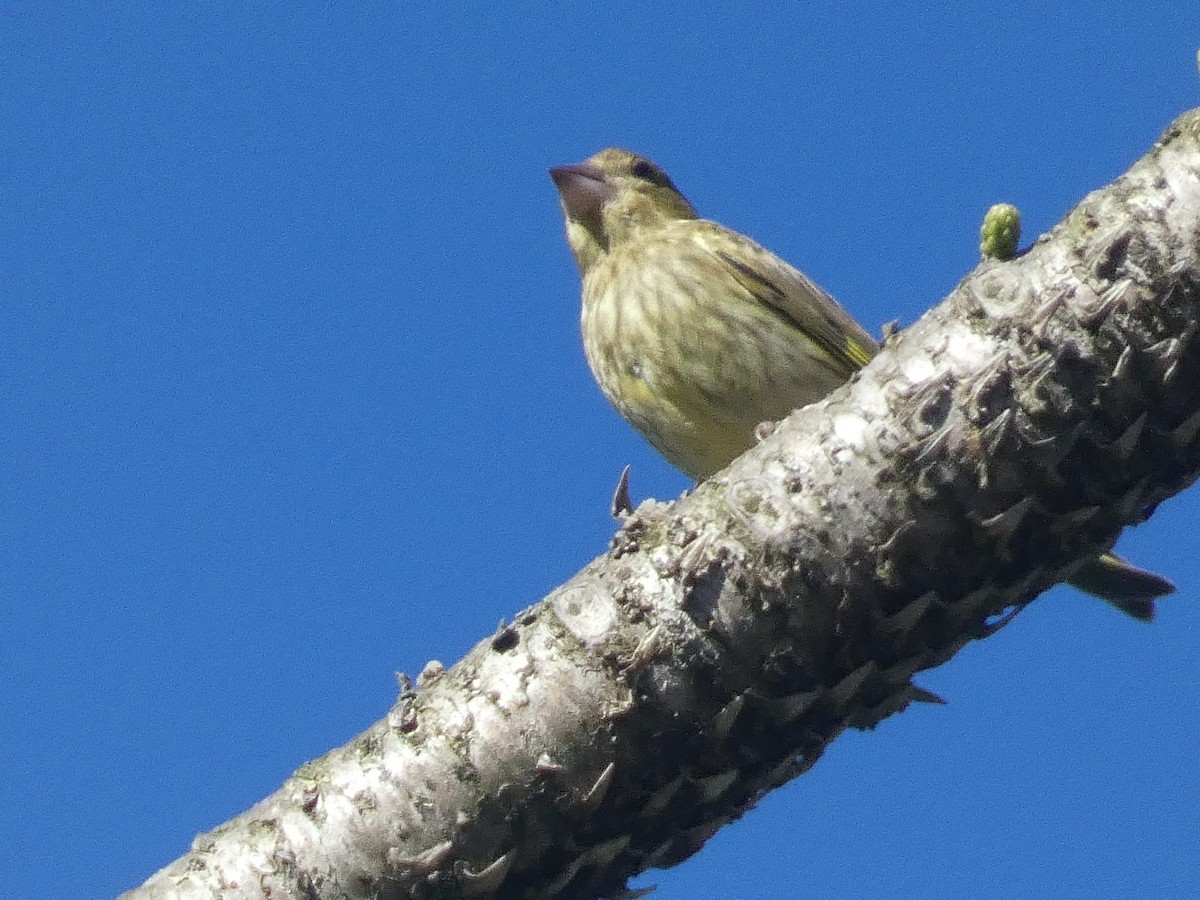 European Greenfinch - ML638792621