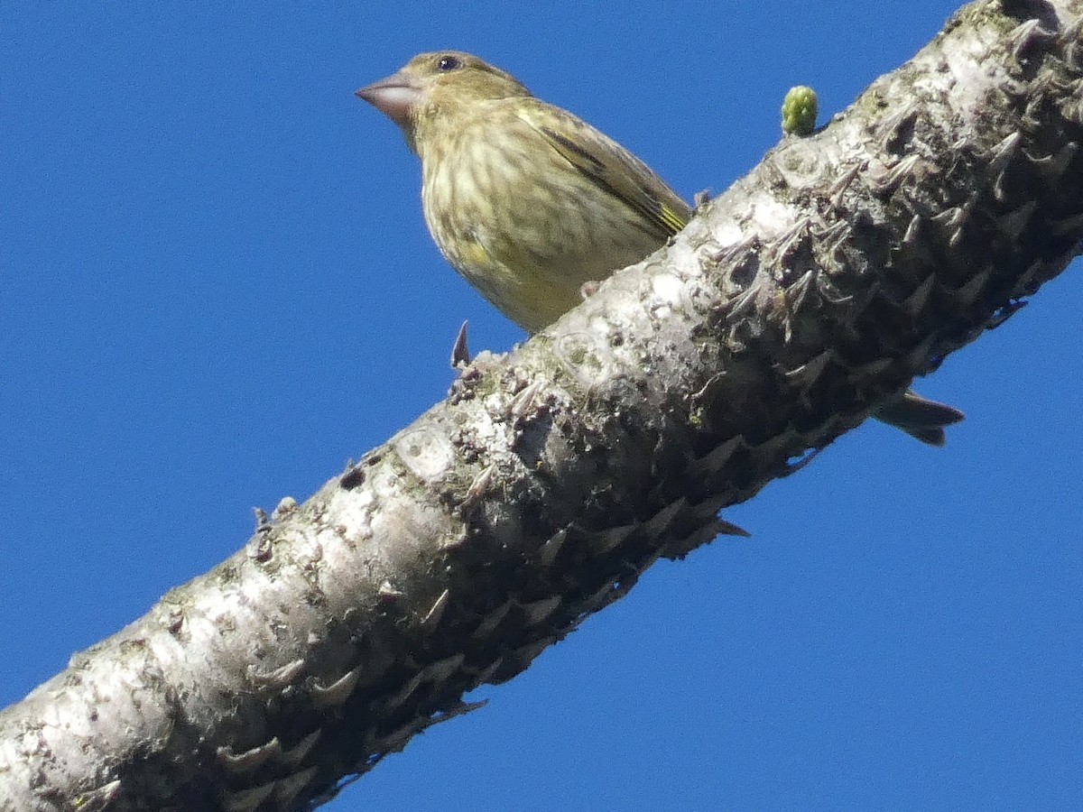 European Greenfinch - ML638792622