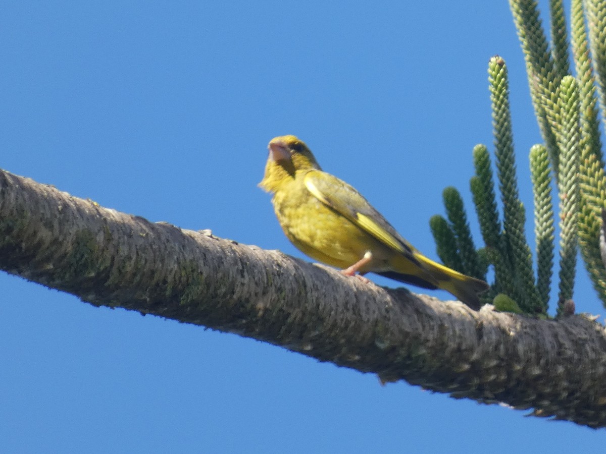 European Greenfinch - ML638792623