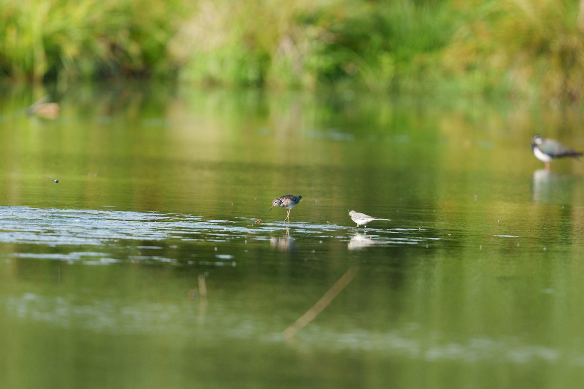 White Wagtail - ML638792624