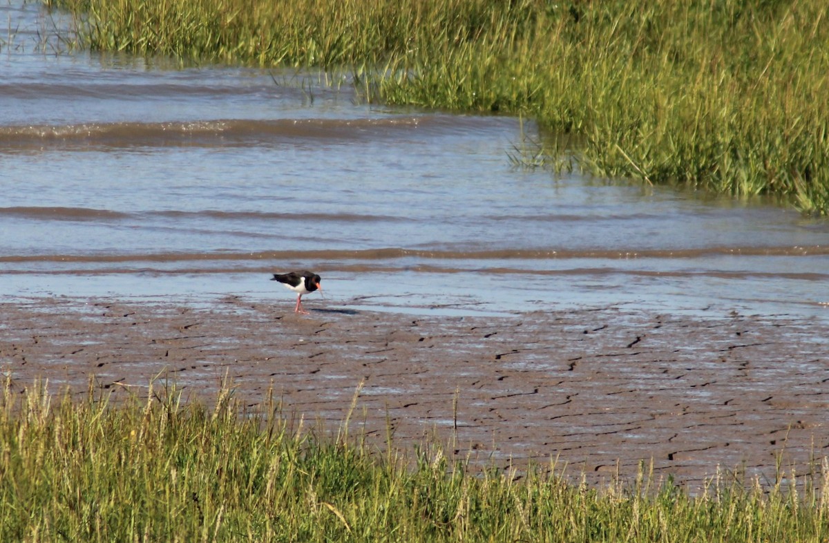 Eurasian Oystercatcher - ML638792632