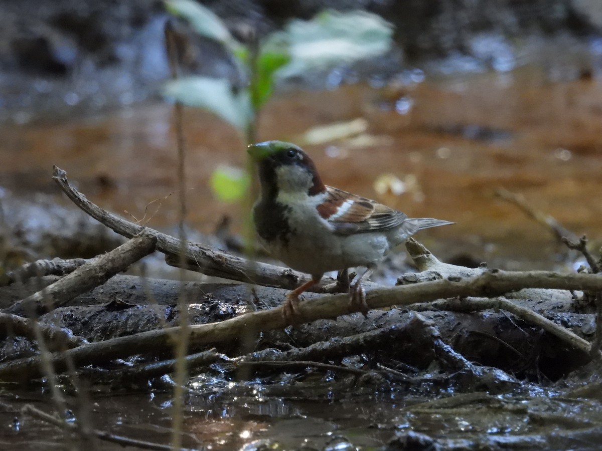 House Sparrow - ML638792635