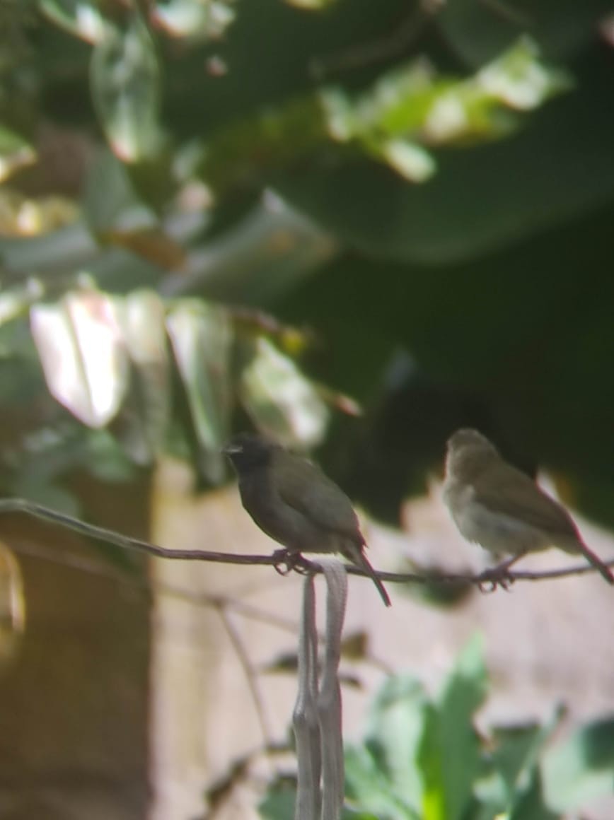 Black-faced Grassquit - ML638792636