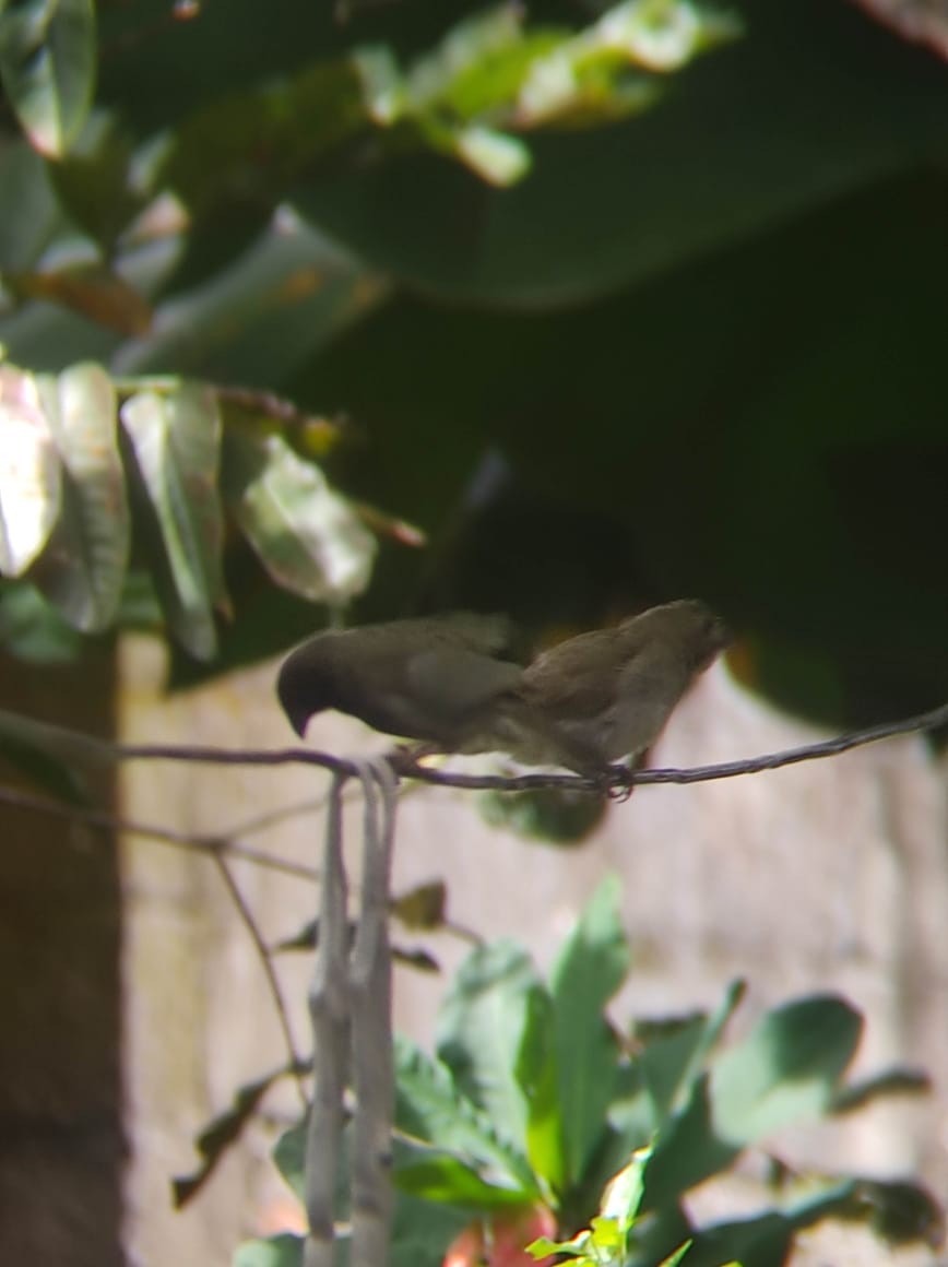 Black-faced Grassquit - ML638792637