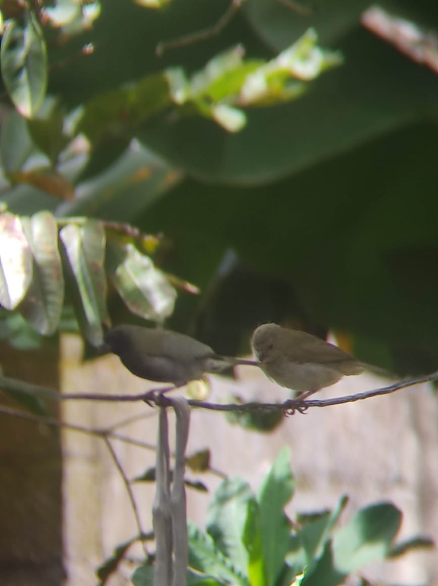 Black-faced Grassquit - ML638792638