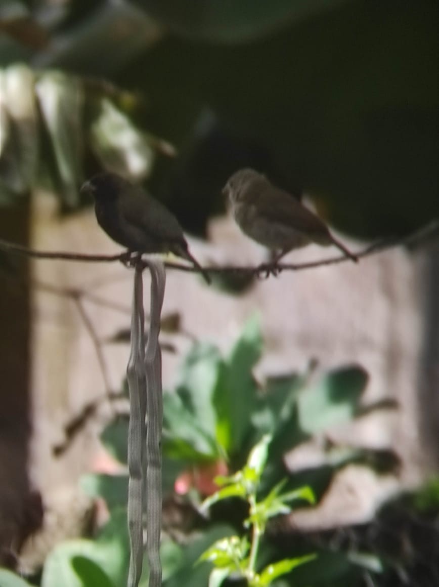 Black-faced Grassquit - ML638792639