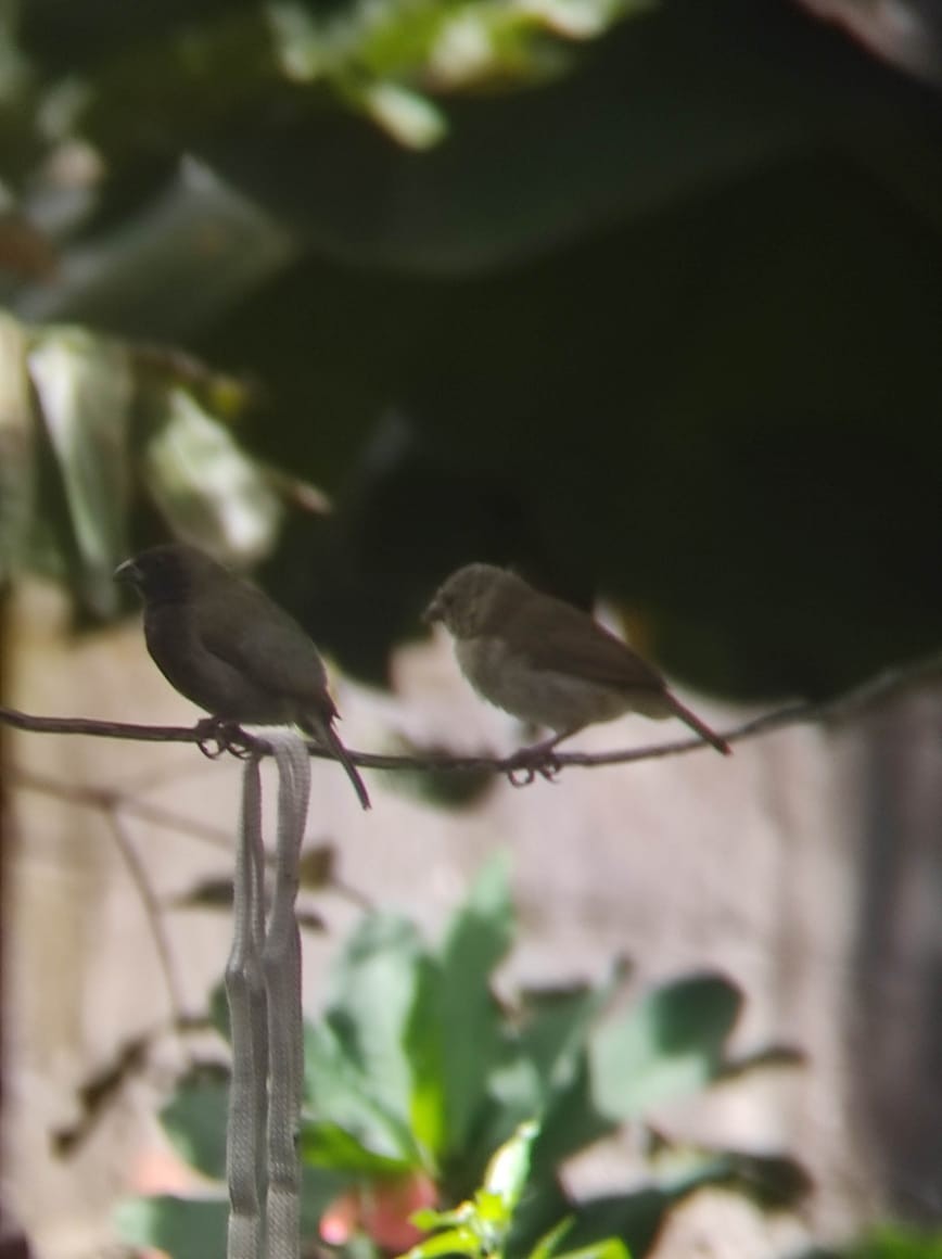 Black-faced Grassquit - ML638792640