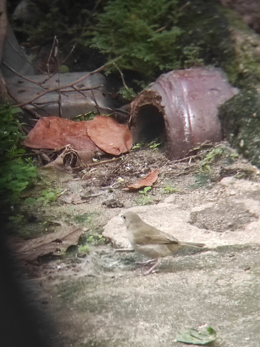 Black-faced Grassquit - ML638792642