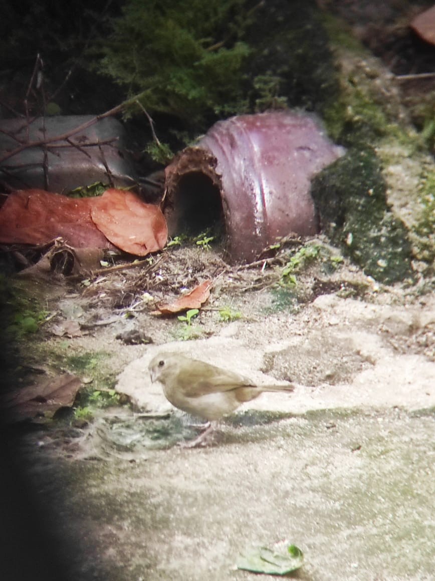Black-faced Grassquit - ML638792643
