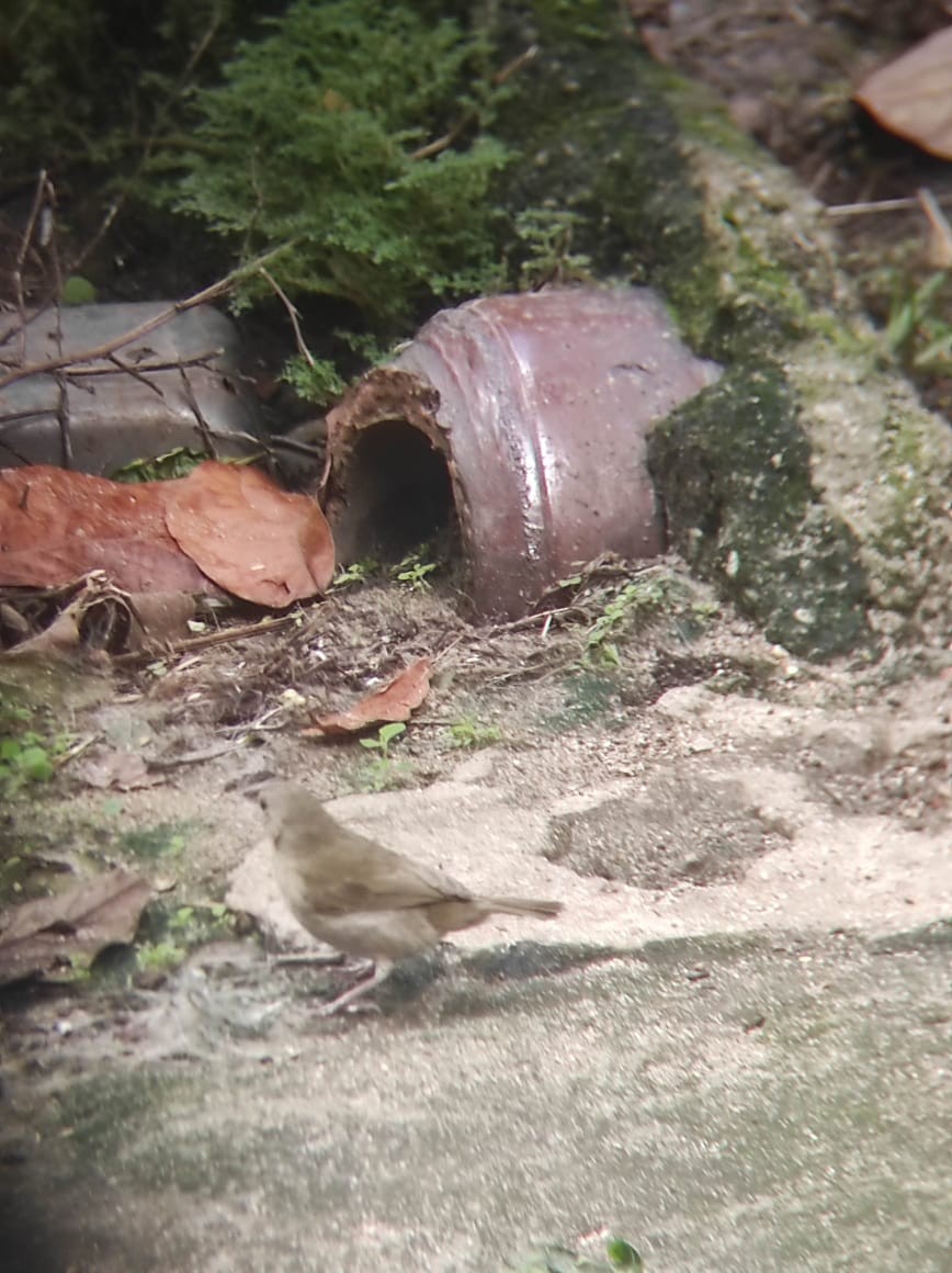 Black-faced Grassquit - ML638792644