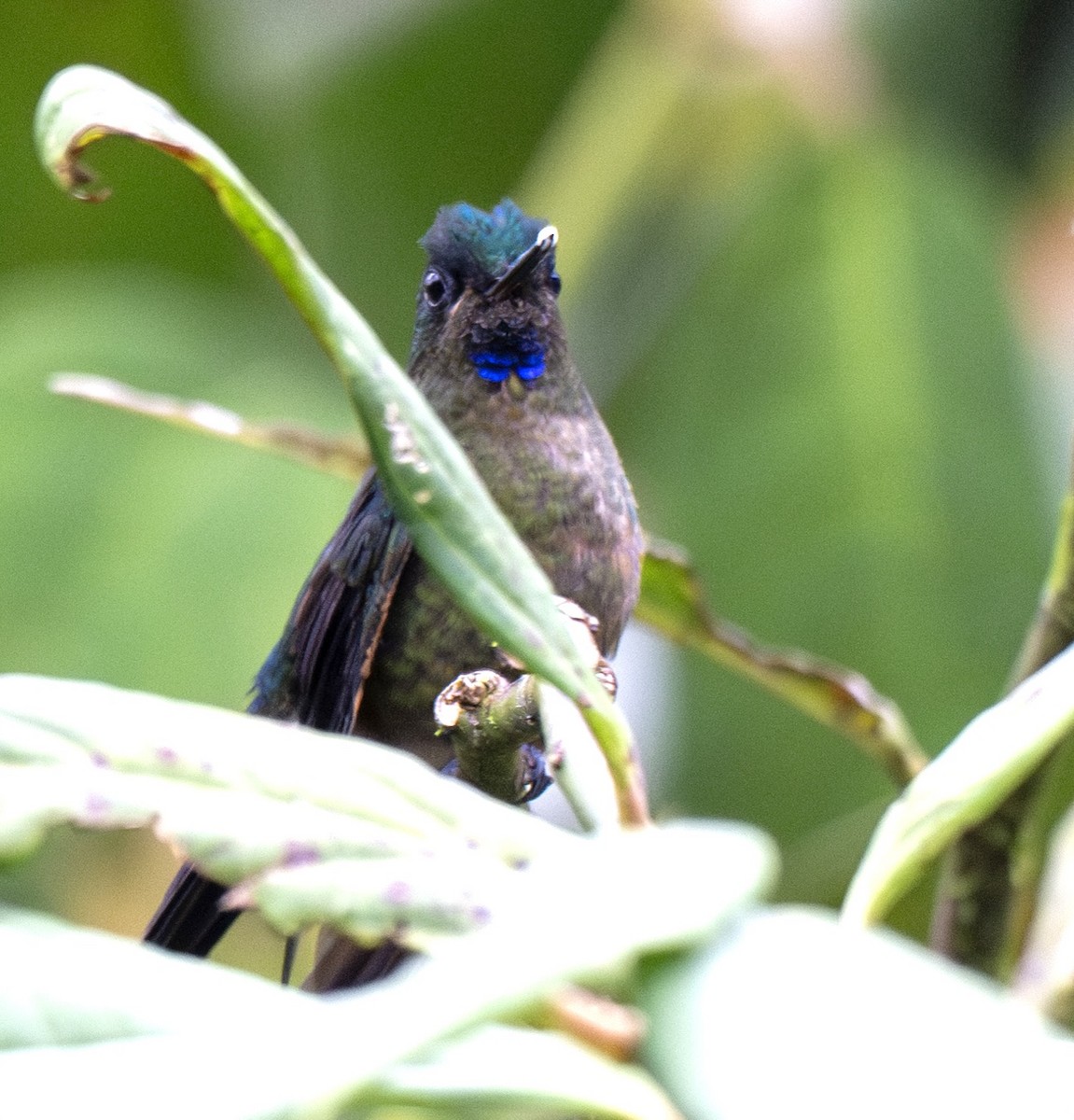 Violet-tailed Sylph - ML638792646