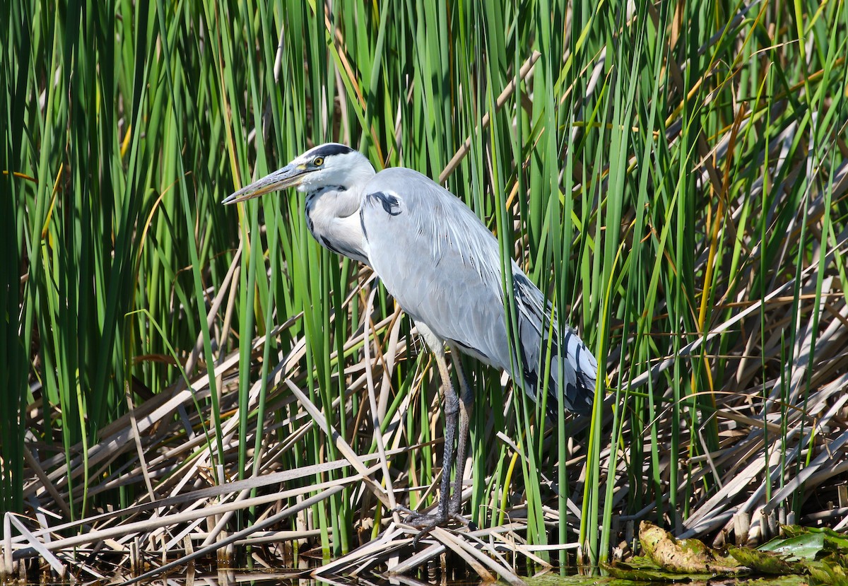 Gray Heron - ML638792648