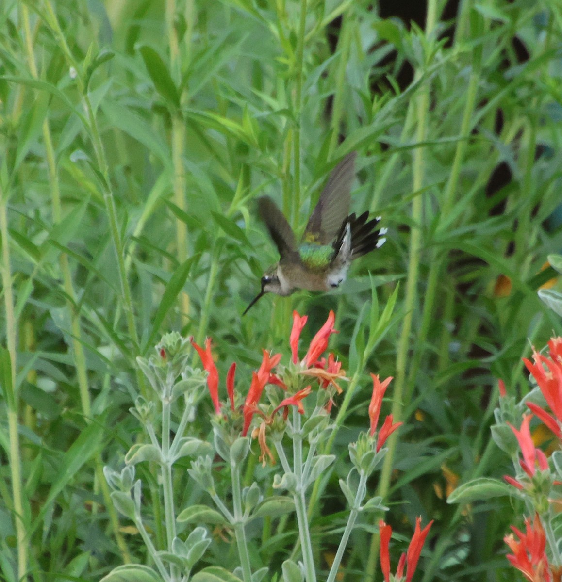 Ruby-throated Hummingbird - ML638792649