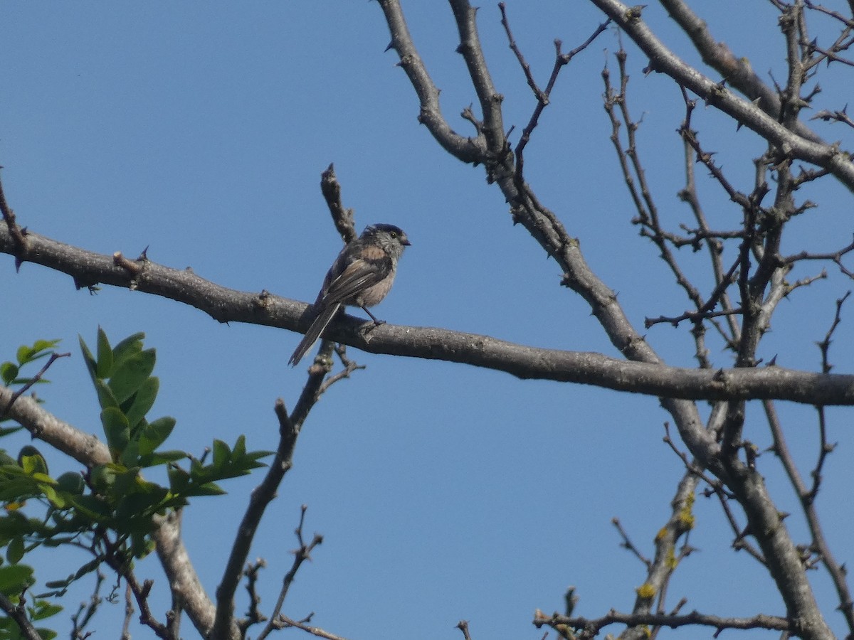 Long-tailed Tit - ML638792651