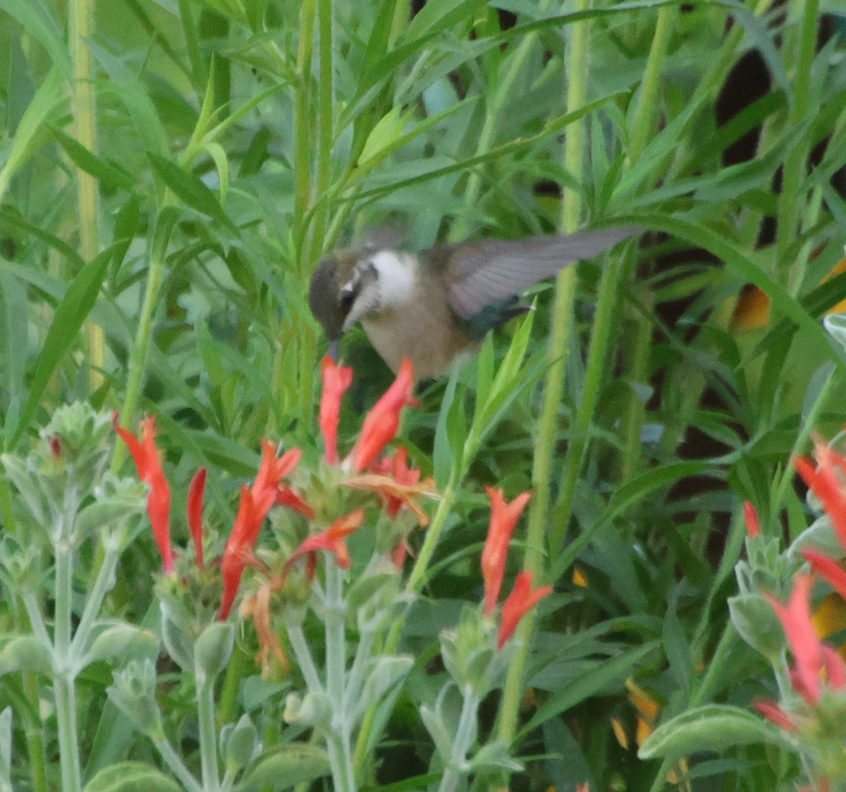 Ruby-throated Hummingbird - ML638792653